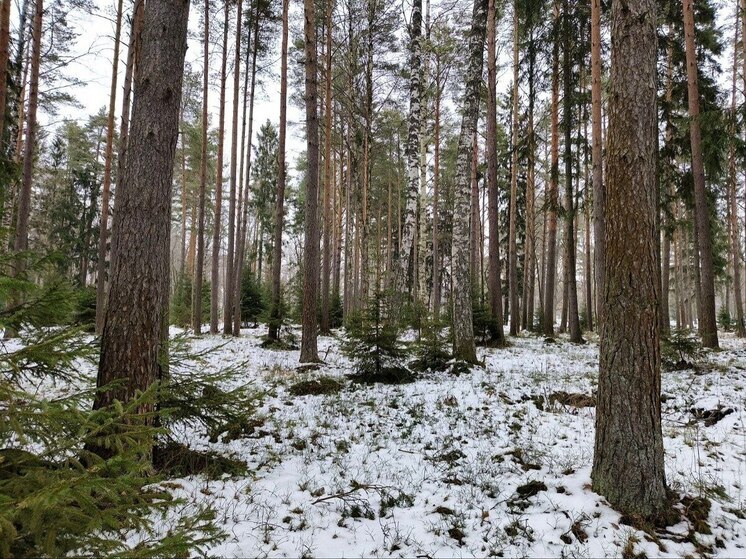 В Амурской области мужчина сломал ногу во время заготовки древесины