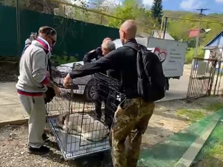 В Сочи брошенного пса опасной породы отправили в муниципальный приют