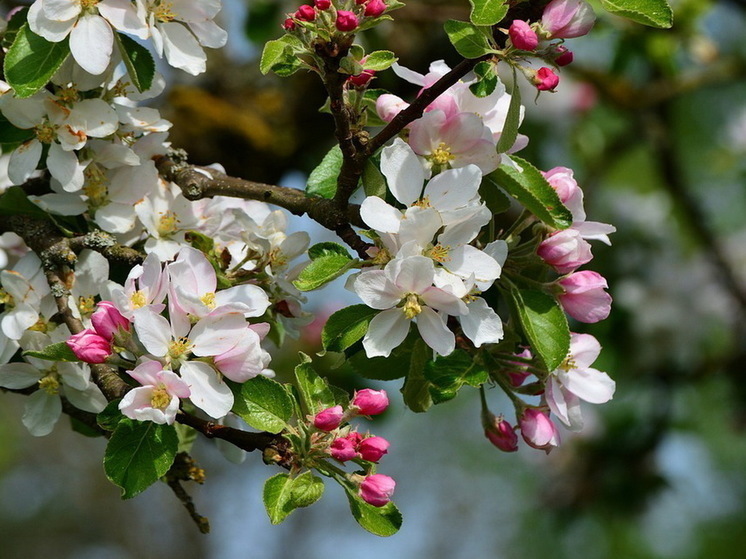 Евтихий Тихий 19 апреля: как народные правила рекомендуют провести день