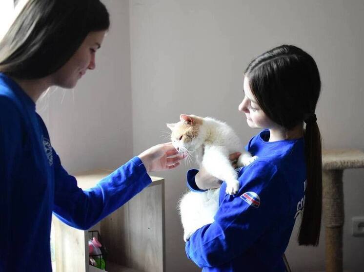 Юные жители ДНР помогут «Кошкиному дому» в спасении животных