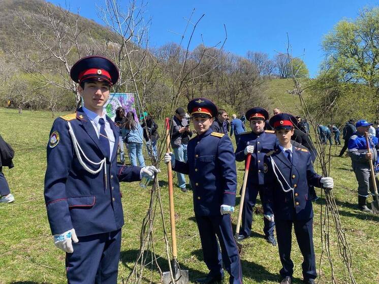 Более 800 саженцев дуба высадили в селении Северной Осетии к 80-летию Победы