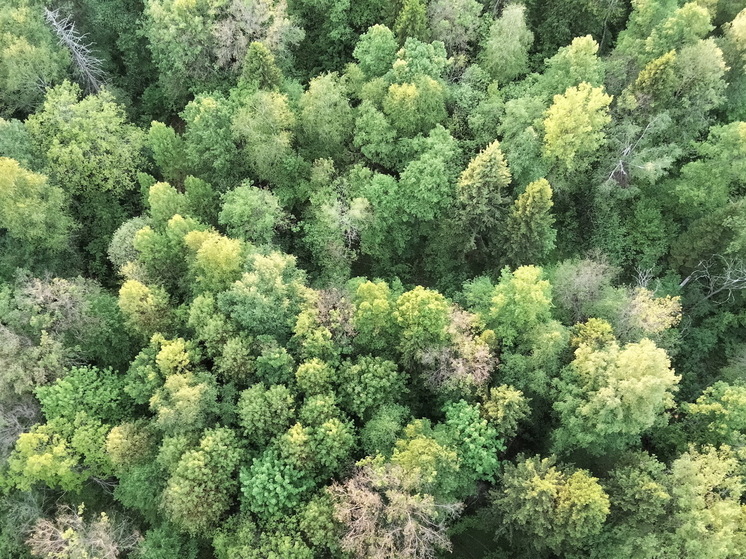 В этом году 12 беспилотников будут следить за лесами Марий Эл