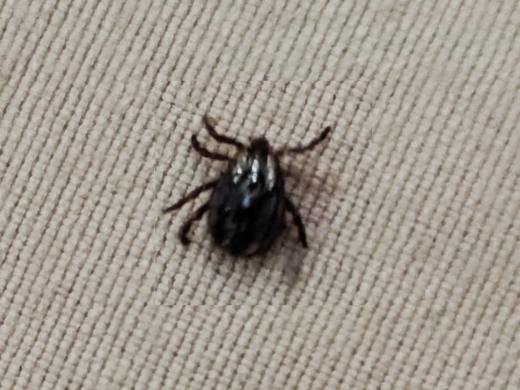 В Чувашии активизировались клещи