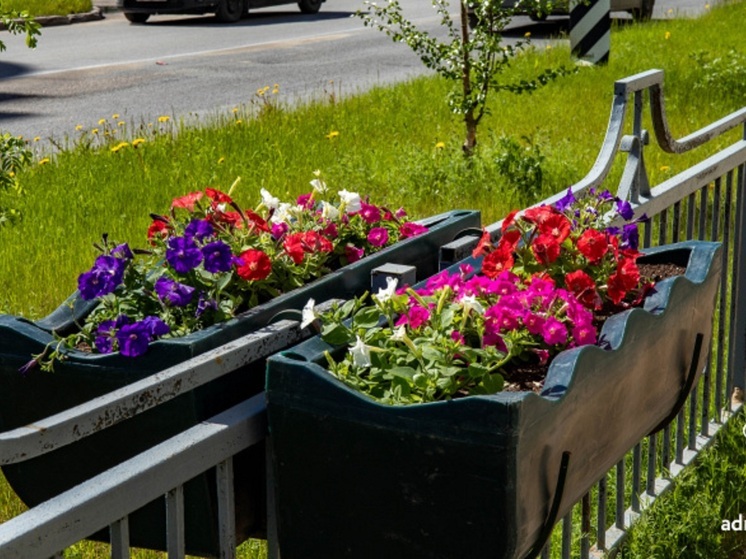На городские клумбы Нарьян-Мара высадят 13 325 цветов