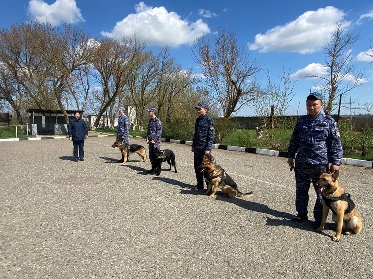В Калмыкии специалисты-кинологи состязались в многоборье