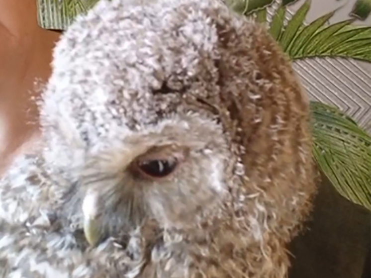 В калужский центр "Феникс" попал совёнок неясыти