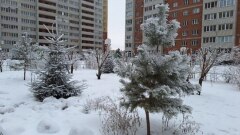 Белая медведица Думка из Большереченского зоопарка