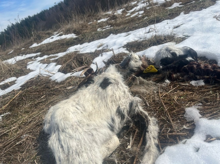 В Киржачском районе обнаружены выброшенные трупы крупного рогатого скота