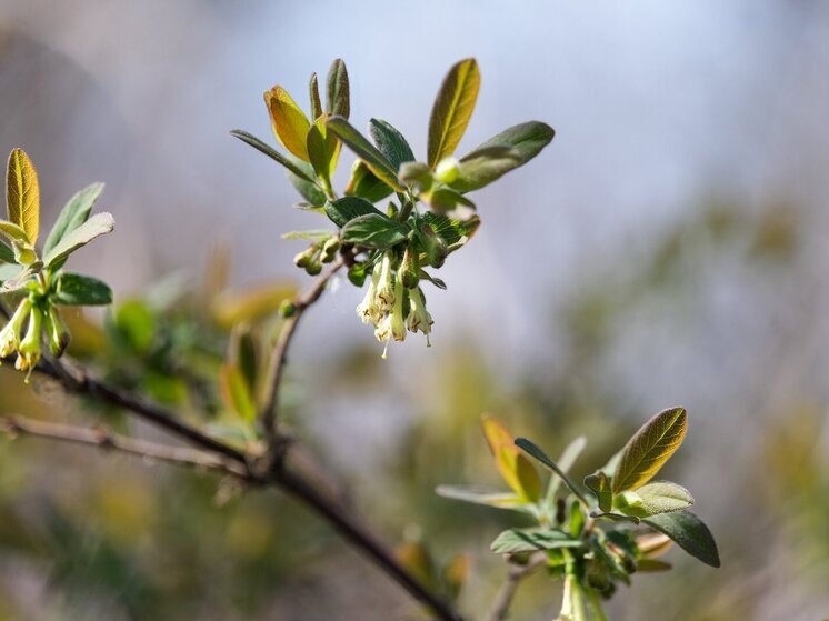 В Астраханской области 19 апреля воздух прогреется до +27 градусов