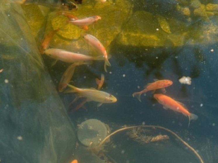 В Волгограде в пруд сквера им. Саши Филиппова выпустили карпов и черепах
