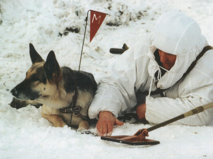 Спасшей бойцов ВС РФ собаке по кличке Победа присвоили «Лохматый Оскар»
