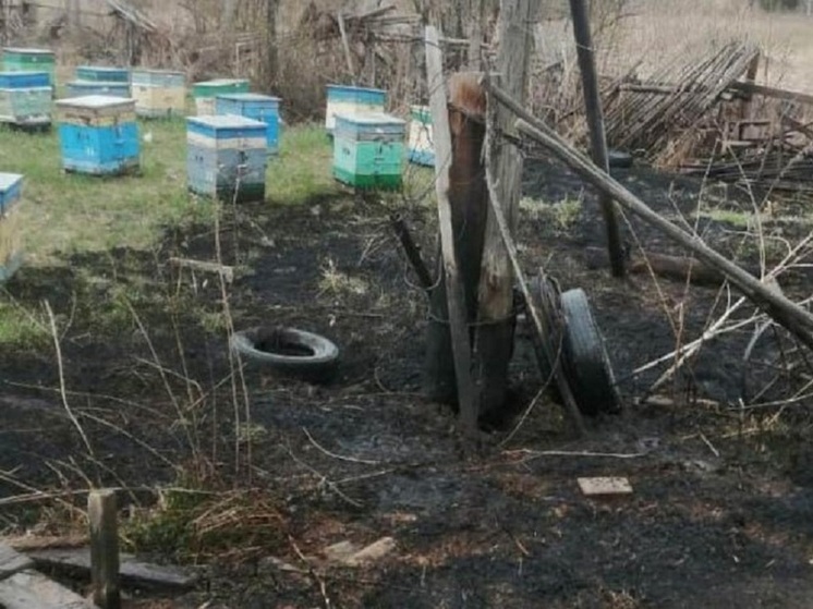 Огнеборцы в погонах: на Алтае полицейские спасли домашнюю пасеку и предотвратили лесной пожар