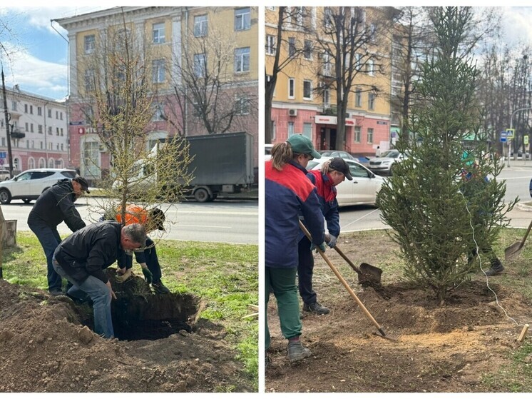 В центре Йошкар-Олы посадили каштаны и лиственницы