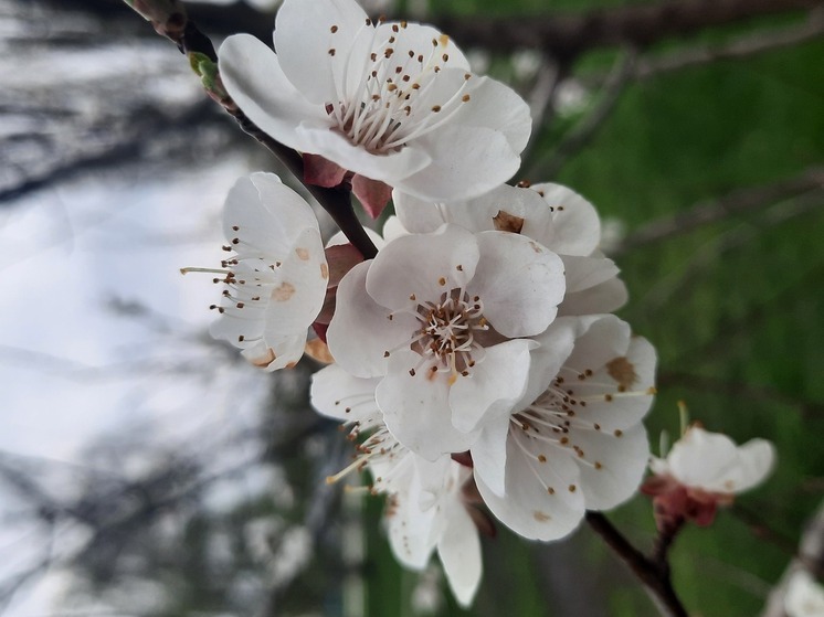 Стало ясно, как заморозки влияют на урожай абрикосов в ДНР