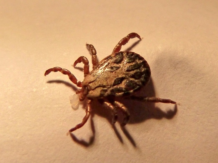 В Хабаровске обострился сезон активности клещей