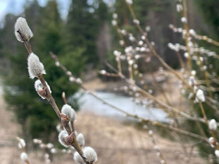 Резкое похолодание придет в Подмосковье на следующей неделе
