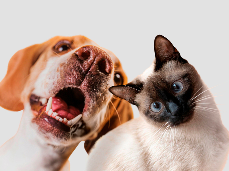 Центр и Восток столицы поделили второе место по числу владельцев кошек