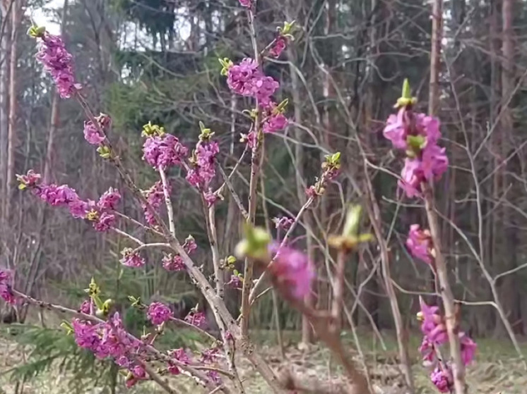 В подмосковных лесах зацвело крайне опасное растение