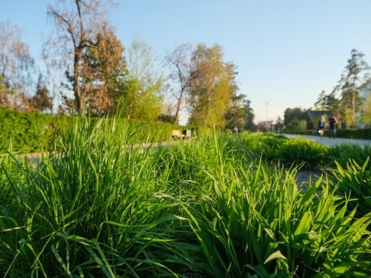 В волгоградском ЦПКиО заменят пожелтевшие участки газона