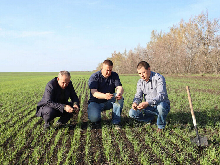 Весенний сев начался в Саратовской области