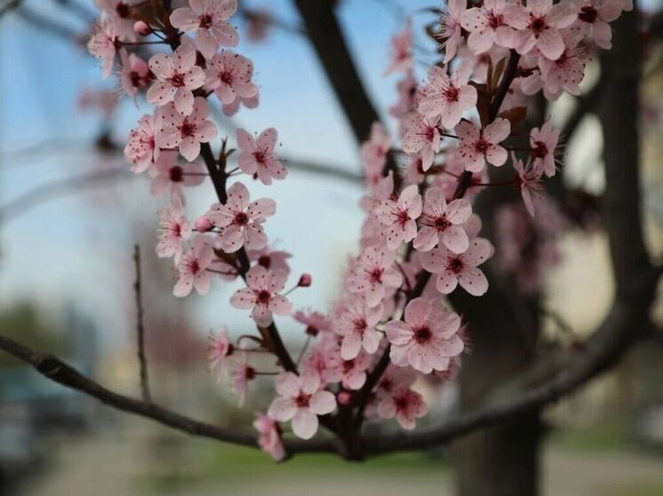 В центре Воронежа впервые зацвела слива Нигра