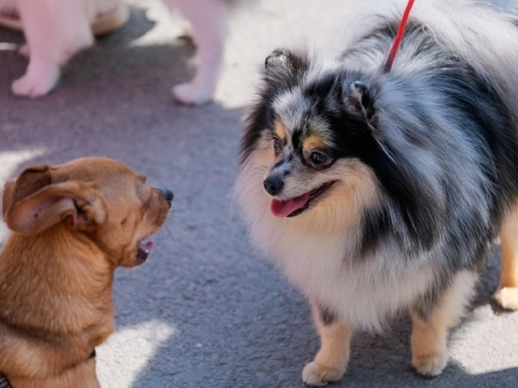 Волгоград вошел в число популярных направлений для путешествий с животными