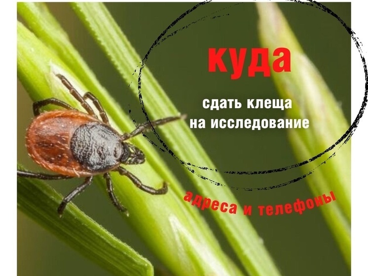 Открыты пункты приема клещей для исследования в Пскове и Великих Луках