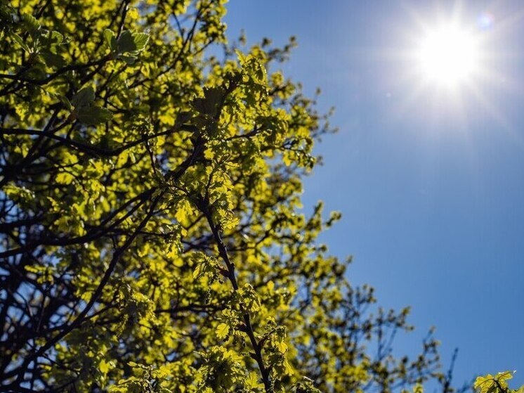 В Воронежской области ожидается резкое потепление до 28 градусов