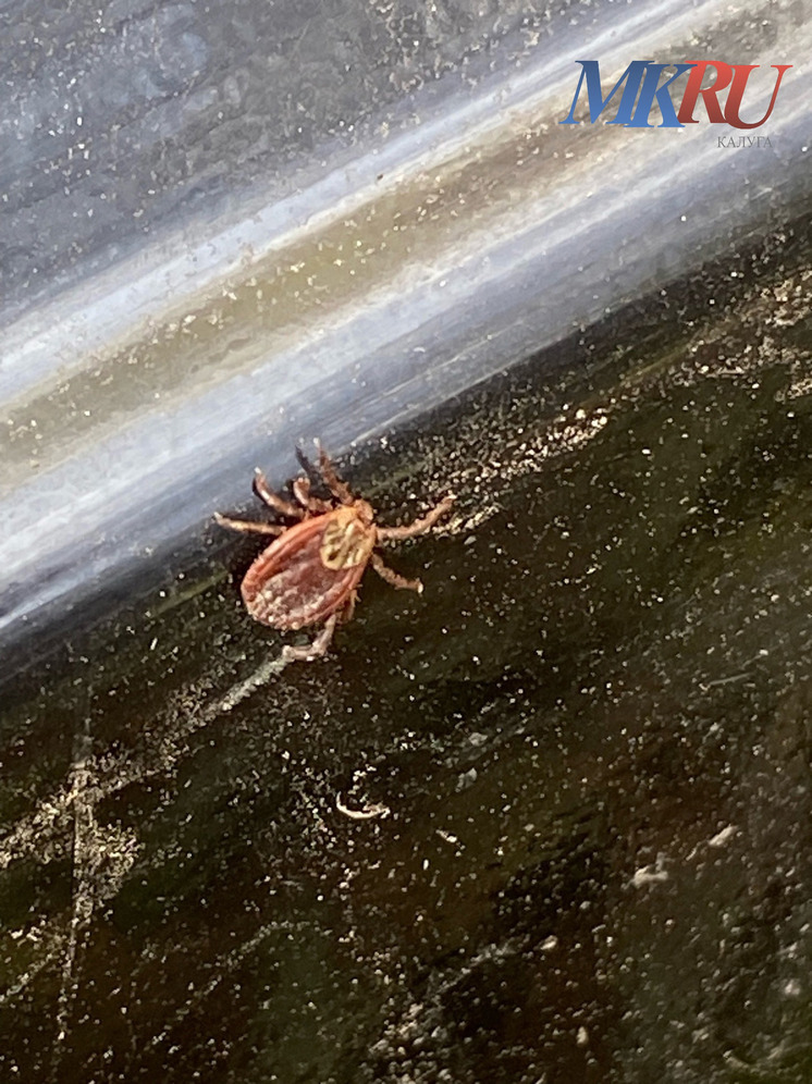 Калужанам рассказали, как защититься от боррелиоза