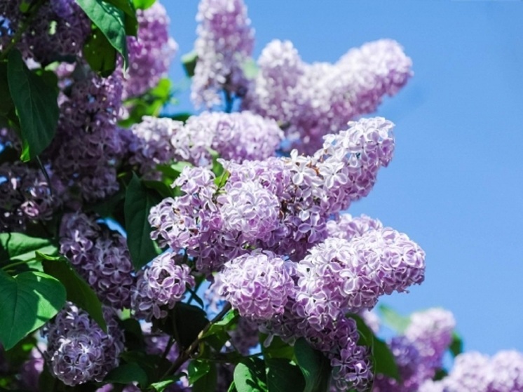 В Астраханской области на Пасху, 20 апреля, будет ветрено и тепло