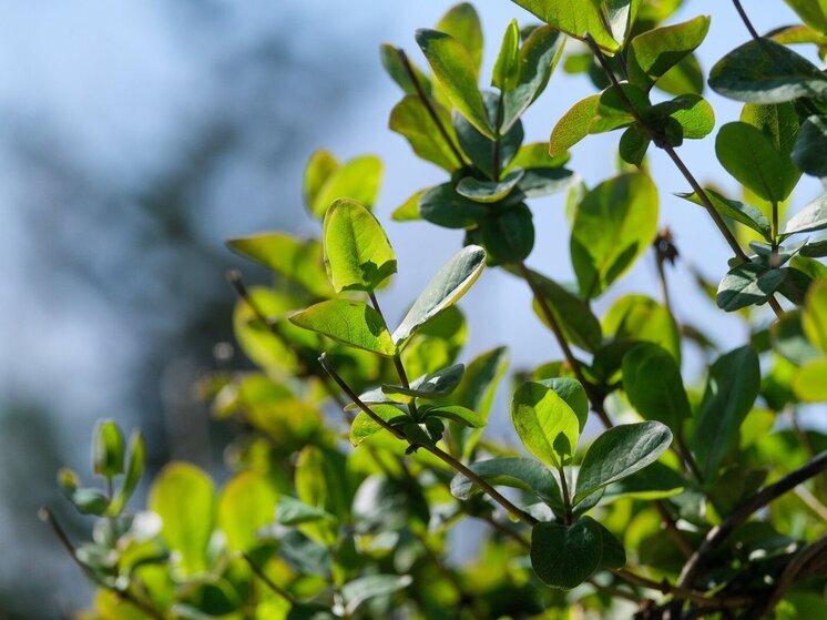 В Волгоградской области 20 апреля, на Пасху, потеплеет до +26 градусов