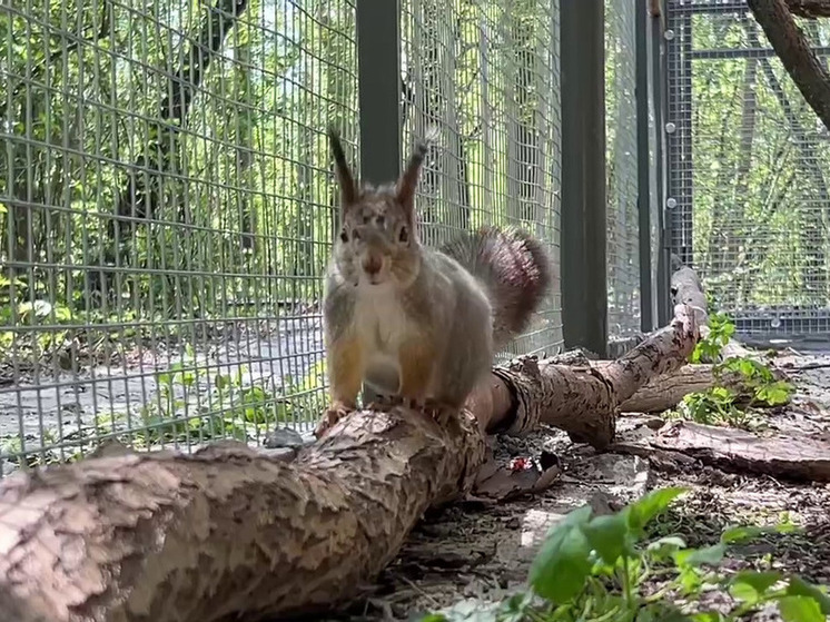 На юге Волгограда обустроили вольер с алтайскими и лесными белками