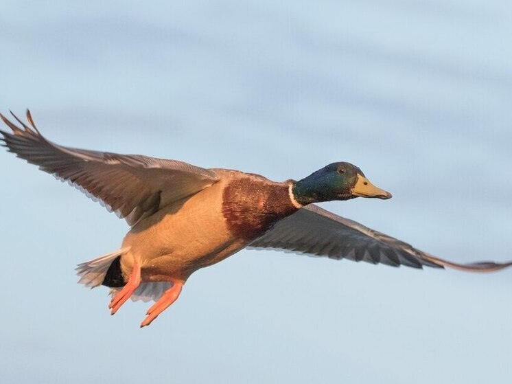 Калужанам объяснили, на каких уток можно охотиться