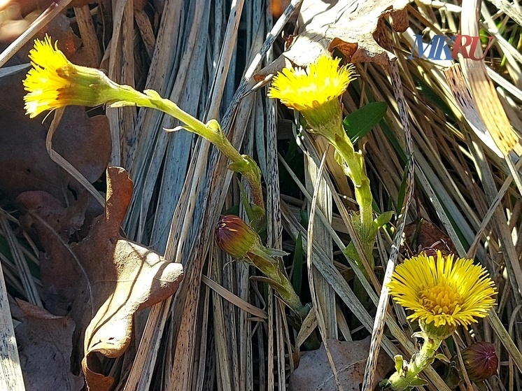 Аномальное тепло не покинет Калугу