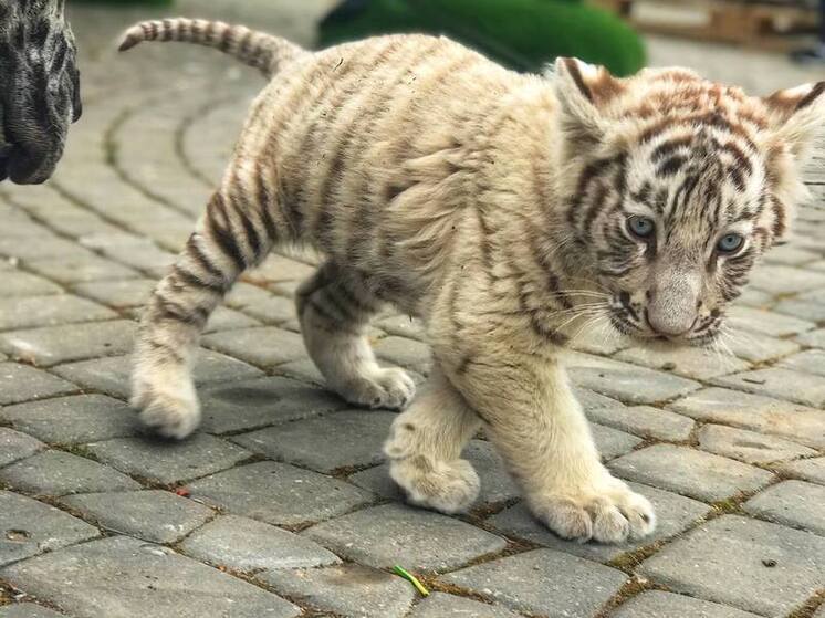 В калужском зоопарке празднуют ДР главного тигра