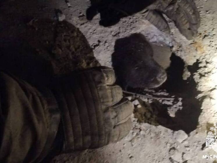 В Северной Осетии пожарные МЧС России спасли двух щенков из бетонной плиты