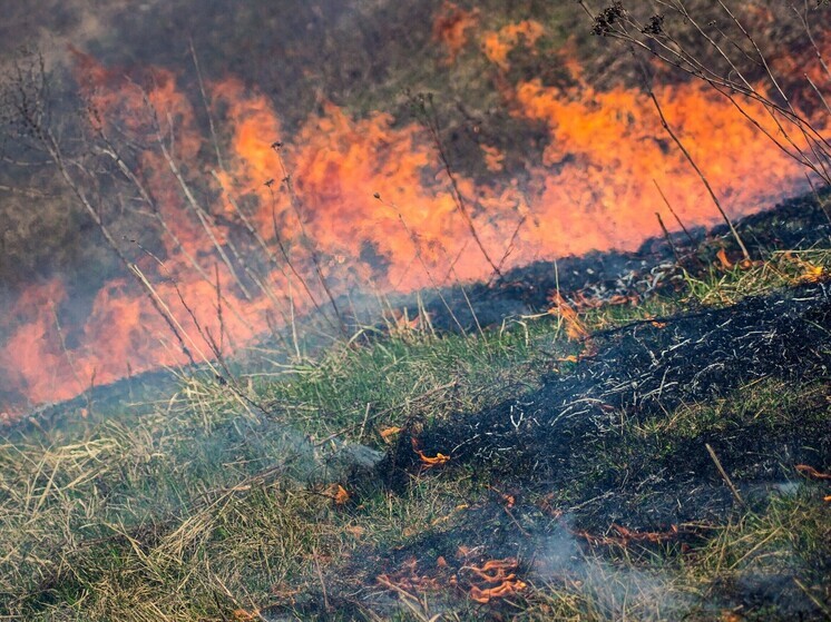 В Тульской области у дороги из Болохово в Шварц загорелось поле