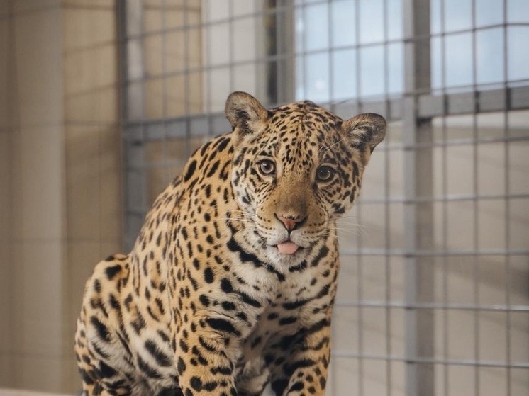 Леопард Бусинка из карельского зоопарка обрела опекуна