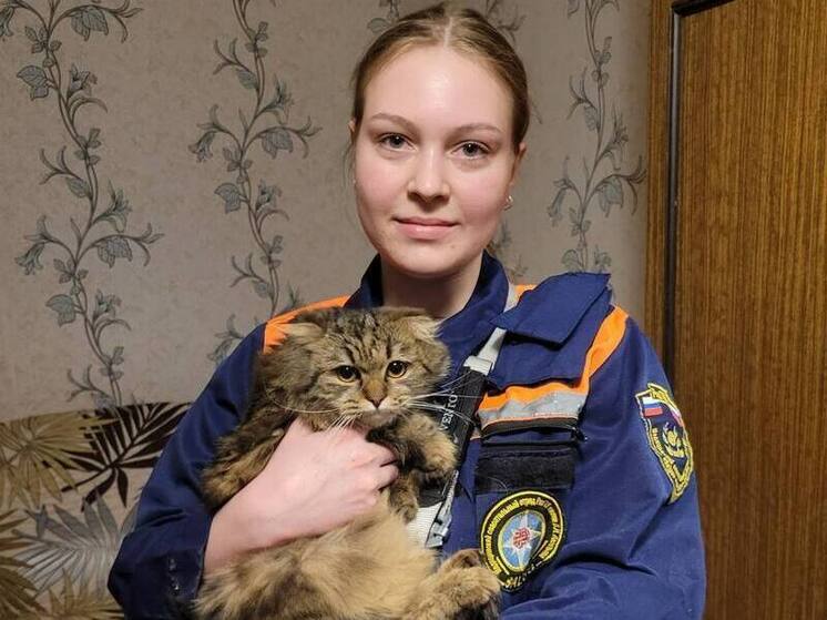 Кошка выпала из окна четвёртого этажа жилого дома в Рязани