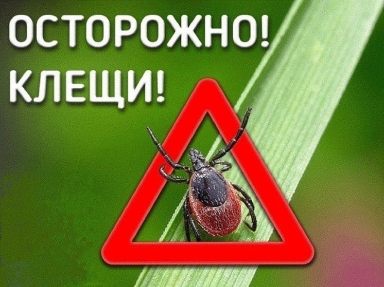 Жители региона должны использовать перед выходом на природу средства для обработки одежды от клещей