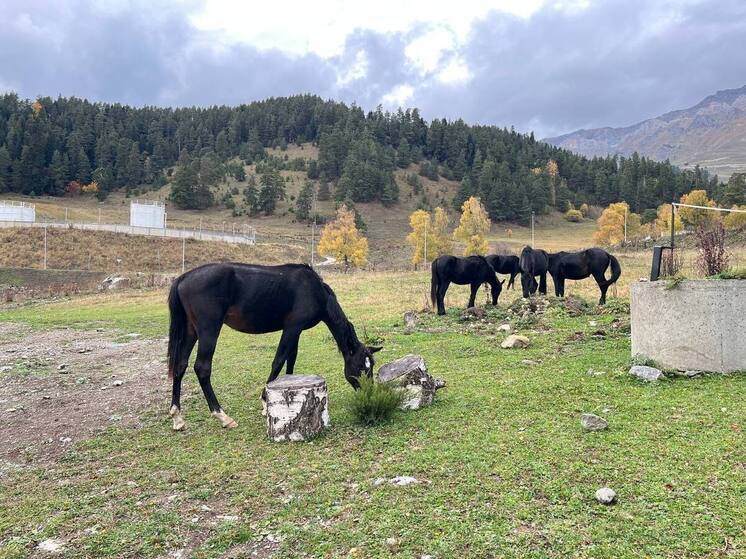 Кубок России по конным пробегам пройдет в КБР