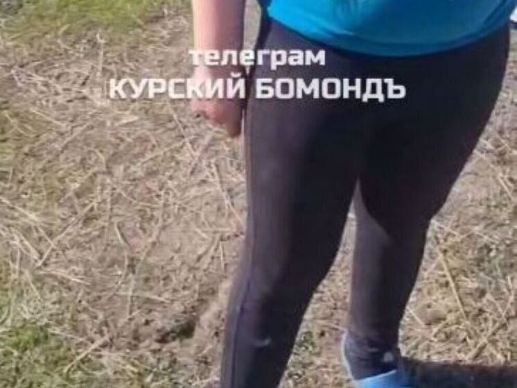 В Курской области бродячие собаки напали на ребенка