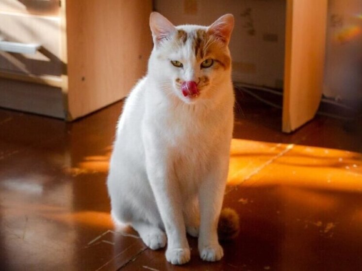 В пасхальное воскресенье в Биробиджане спасен выпавший из окна кот