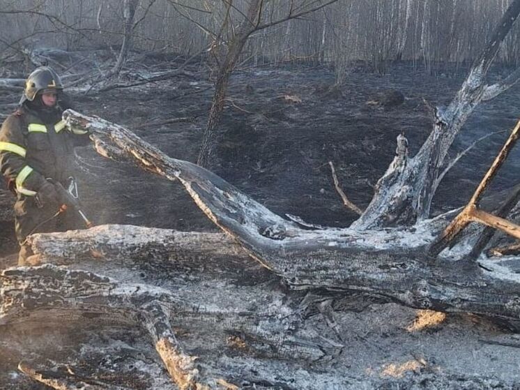 Под Тарусой вспыхнул лесной пожар