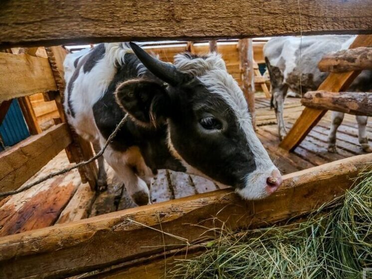 Аналитика животноводства Якутии за первый квартал 2025 года