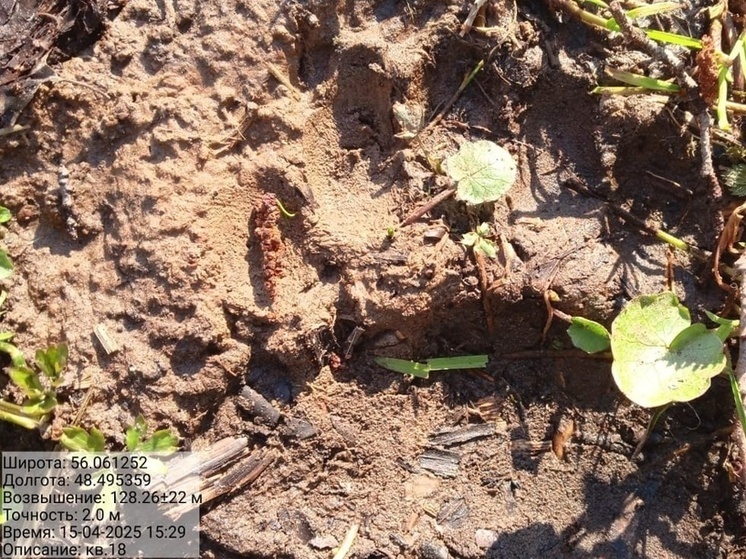 Посетителей нацпарка «Марий чодра» предупредили о медведях