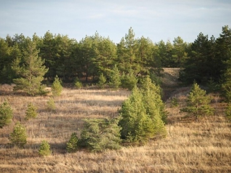 Под Волгоградом выявили разлив жидких отходов на земельном участке