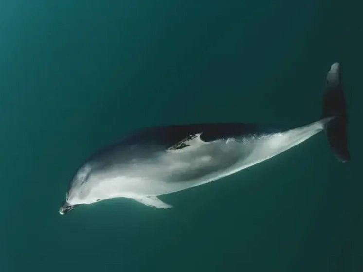 Два дельфина, застрявшие в рыболовных сетях, спасены в Сириусе