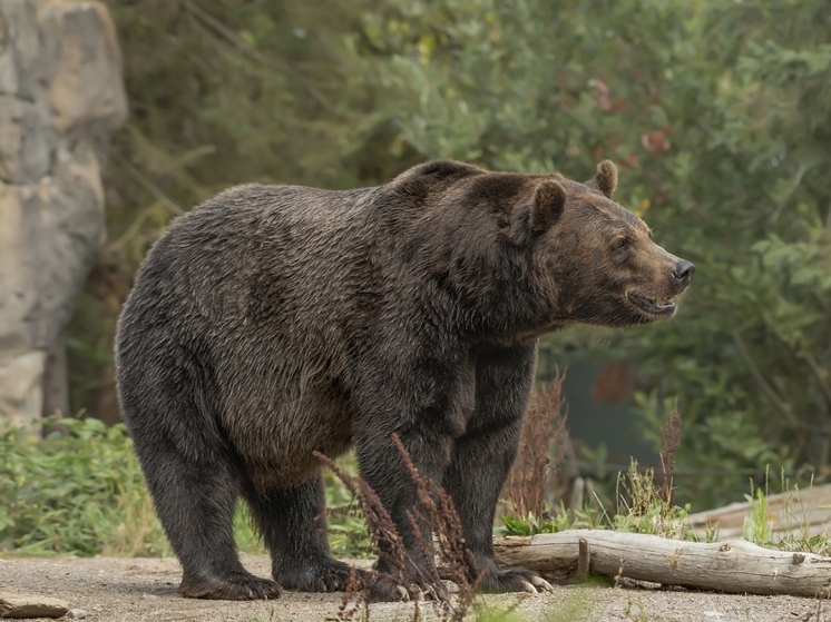 Медведь прогулялся по детской площадке в пригороде Сочи