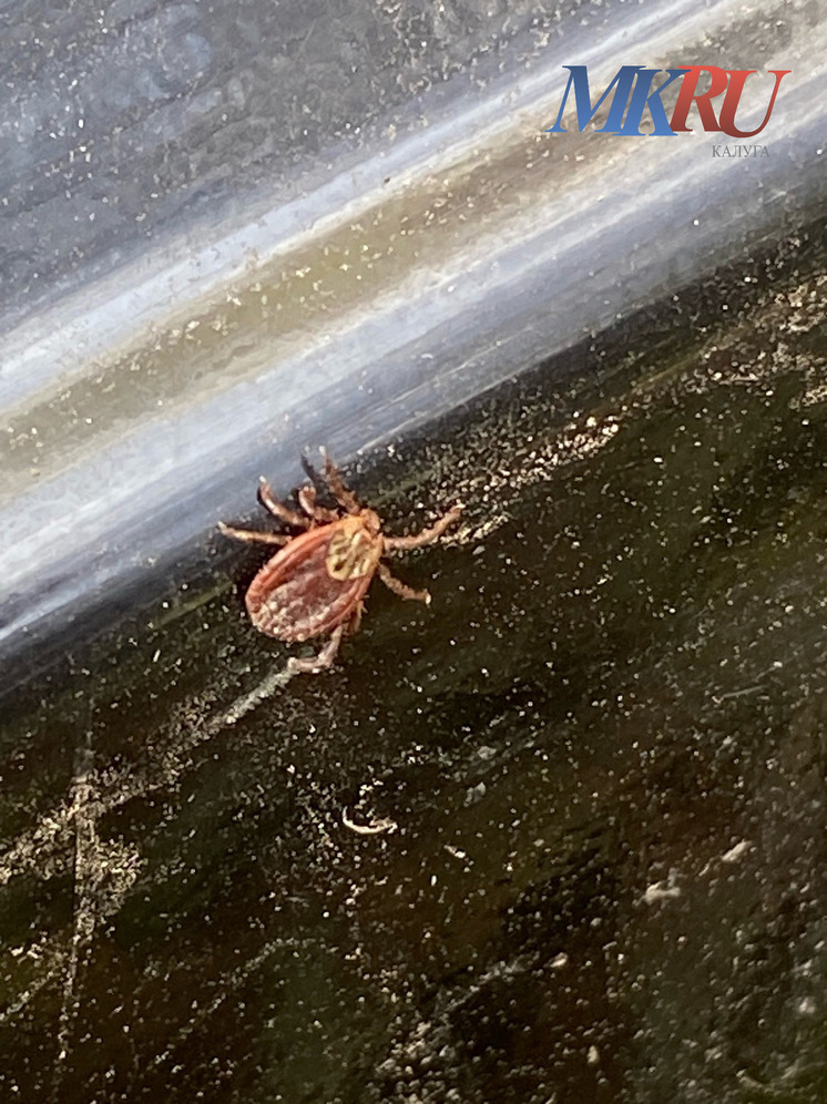 За неделю с жителей Калужской области сняли 26 клещей